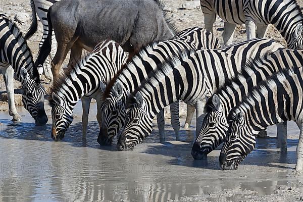 Burchells zebras