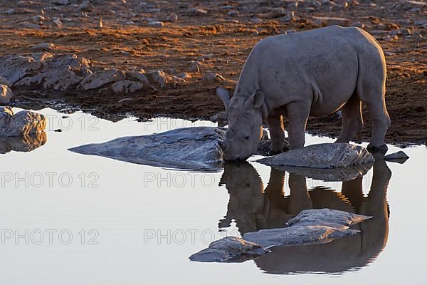 Black rhinoceros