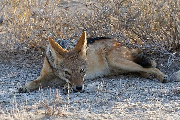 Black-backed jackal