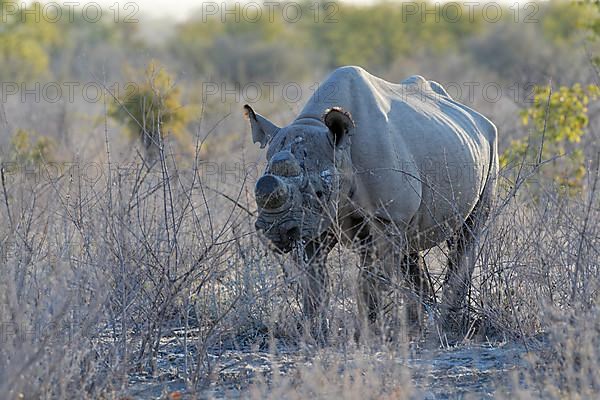 Black rhinoceros