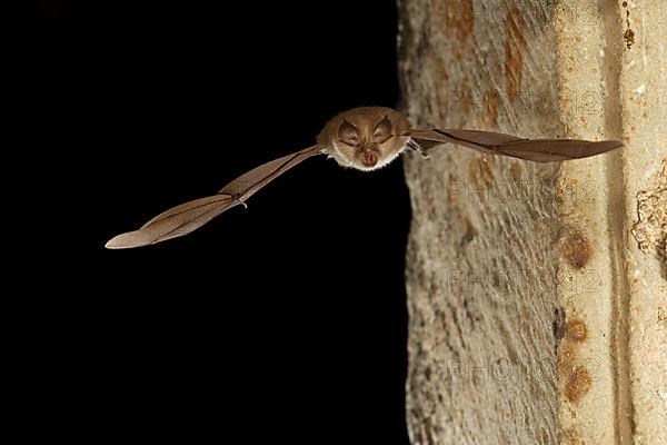 Grey long-eared bat