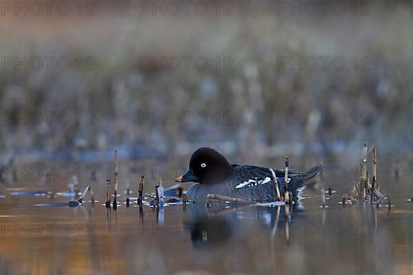 Common Goldeneye