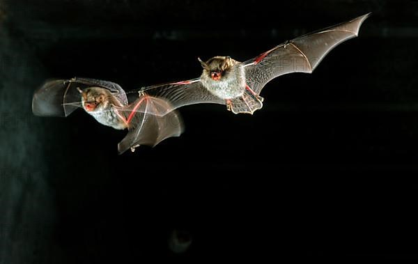 Natterer's bats