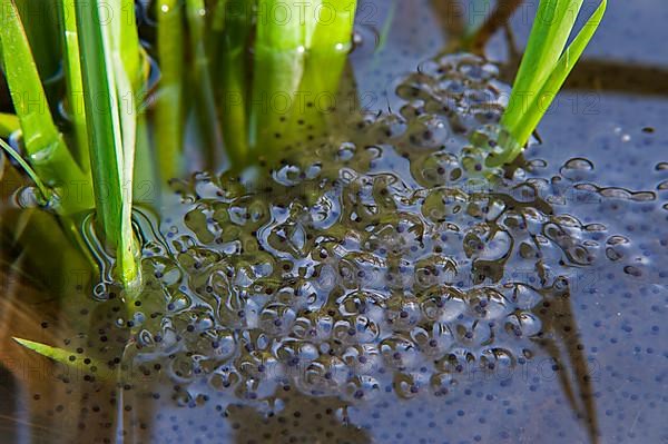 Grass frog