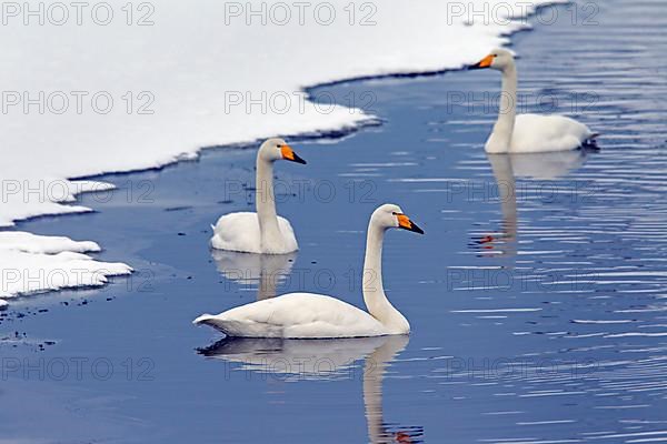 Whooper swan