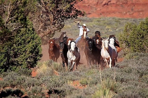 Navajo cowboy drives mustangs