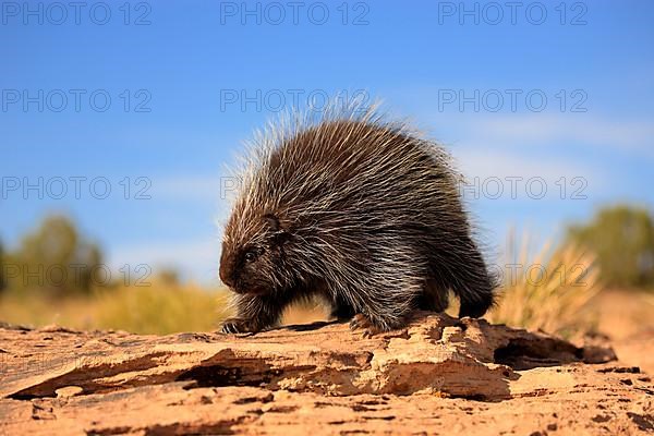 North american porcupine