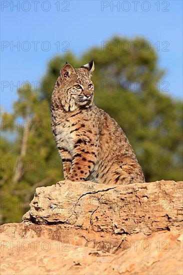 Bobcat