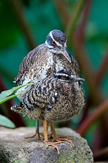 Sunshine Bittern with Young