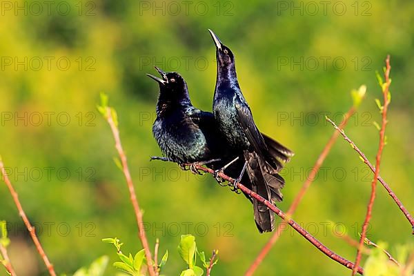 Boat-tailed grackle