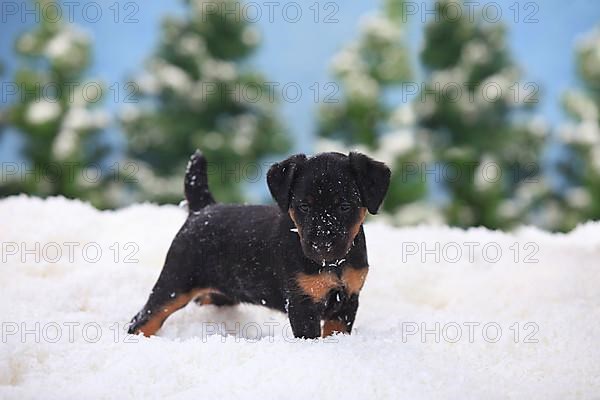 German Hunting Terrier