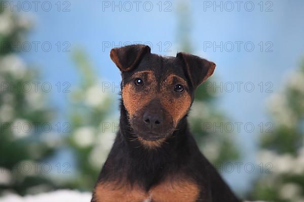 German Hunting Terrier