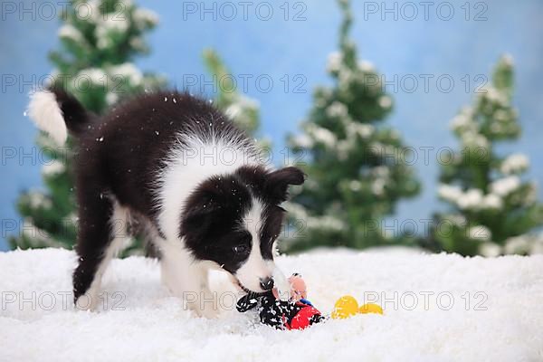 Border collie