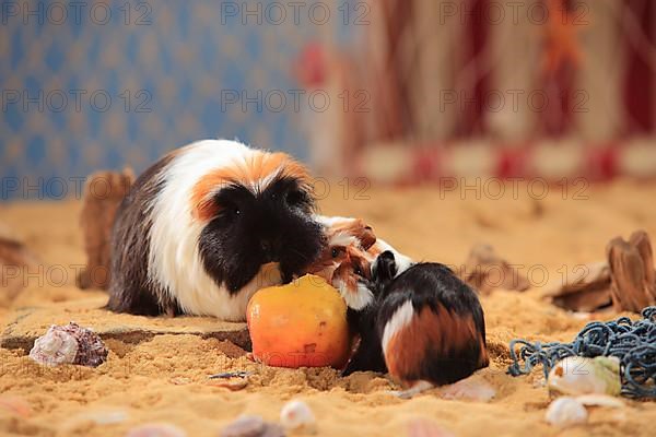 Coronet guinea pigs