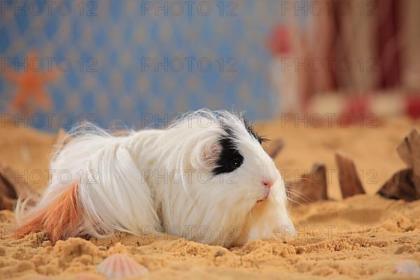 Sheltie guinea pig