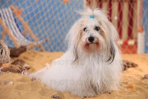 Coton de Tulear