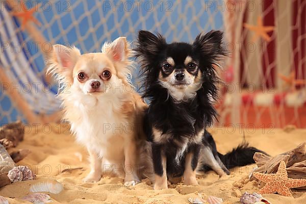 Chihuahuas