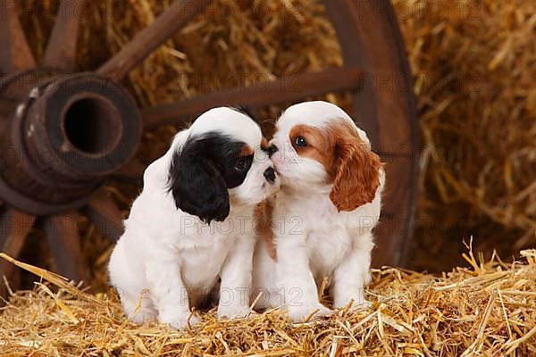 Cavalier King Charles Spaniel