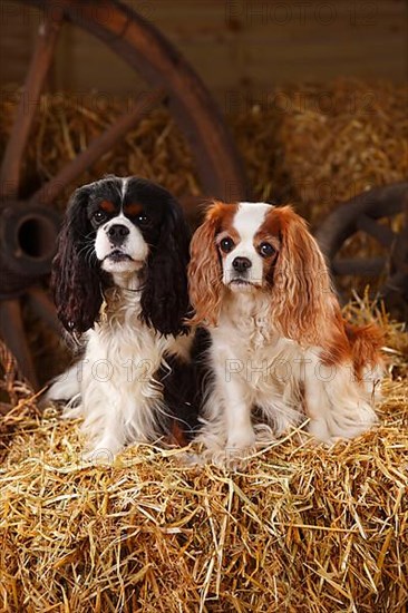 Cavalier King Charles Spaniel