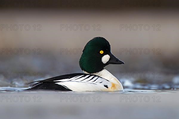 Common Goldeneye