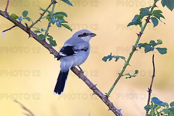 Great Grey Shrike