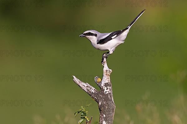 Great Grey Shrike