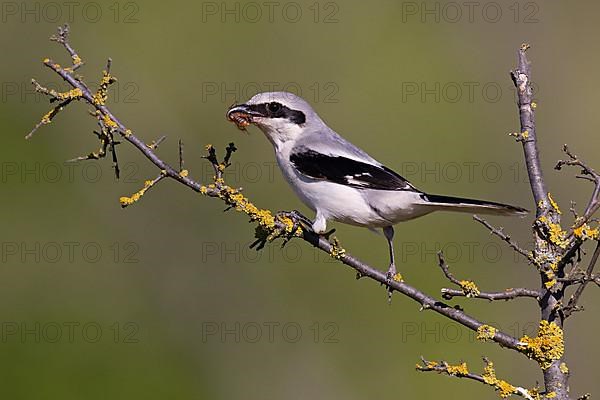 Great Grey Shrike