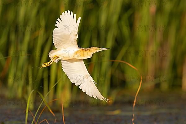 Squacco Heron