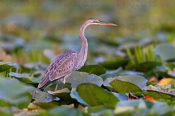 Purple heron