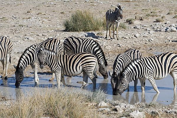 Burchells zebras