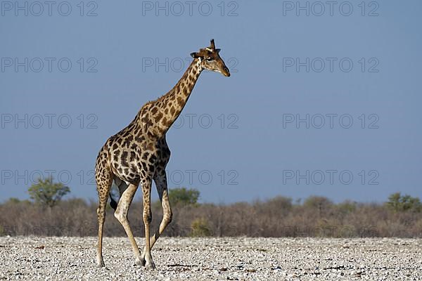 Angolan giraffe