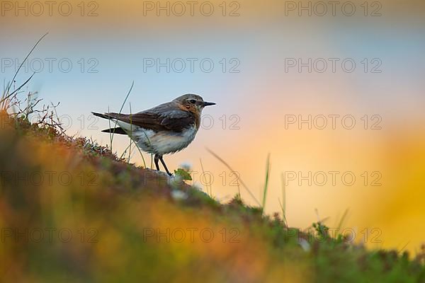 Northern wheatear