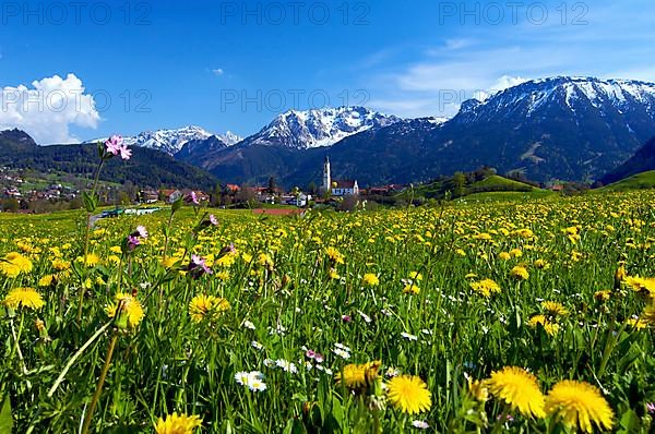 Flower meadow