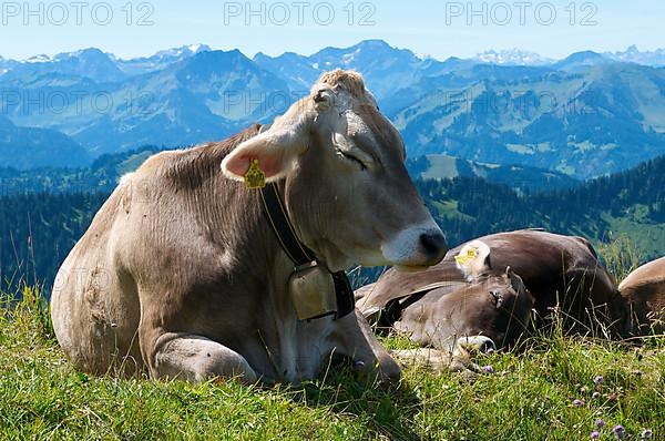 Domestic cattle