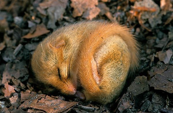 Common dormouse