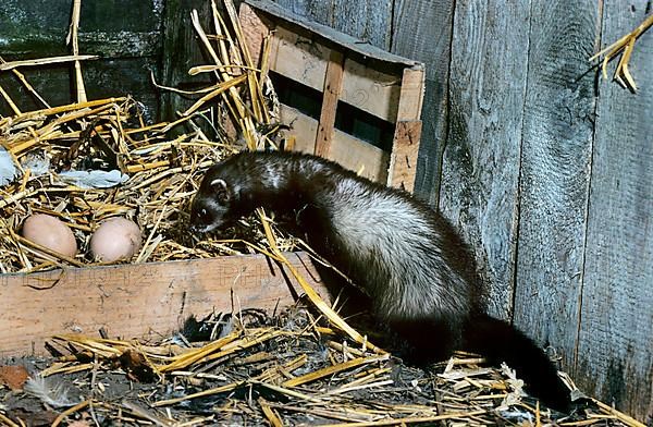 European polecats