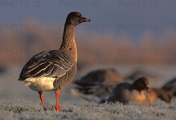 Bean goose