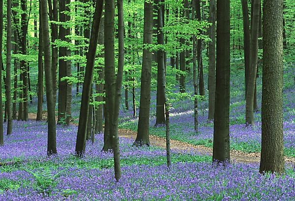 Bluebells