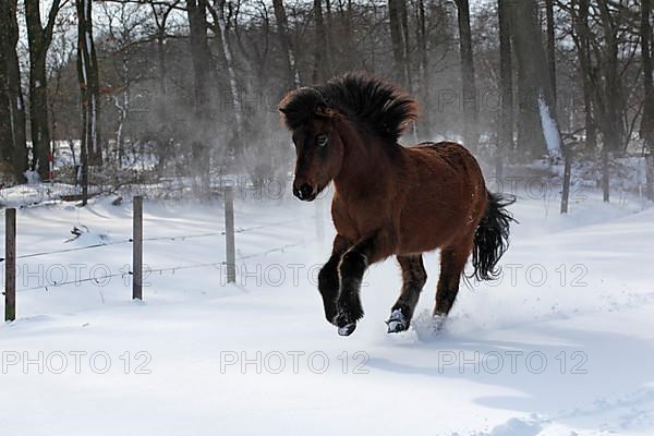 Icelandic Horse