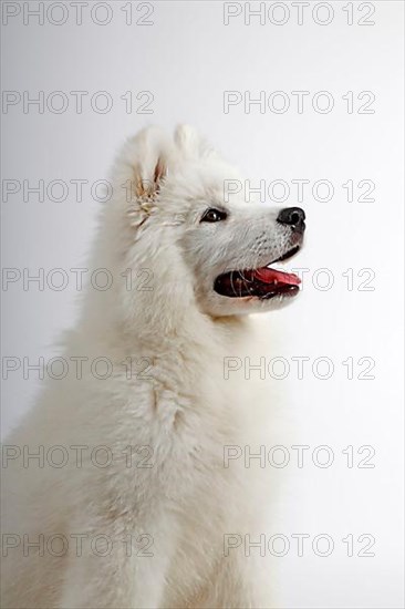 Samoyed