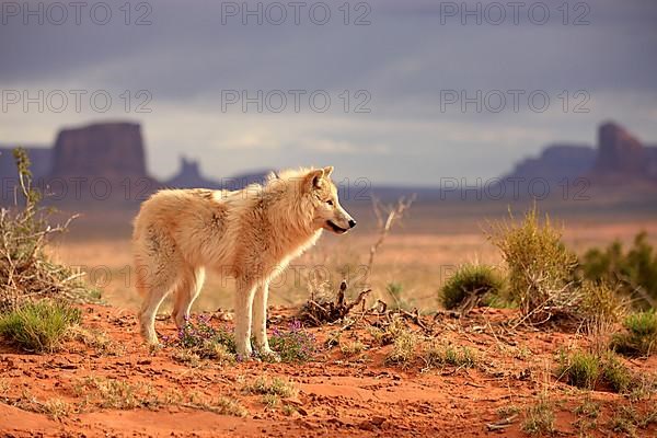 Timbergray wolf