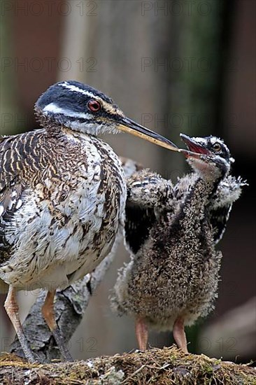 Sunshine Bittern with Young