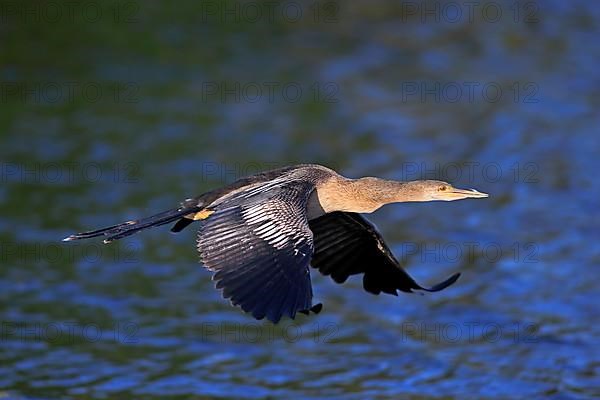 Anhinga