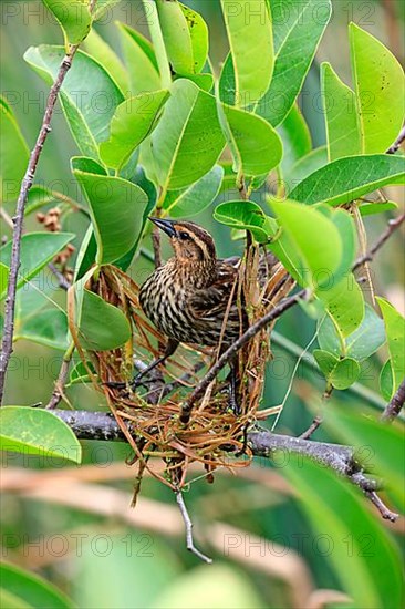 Red-winged blackbird