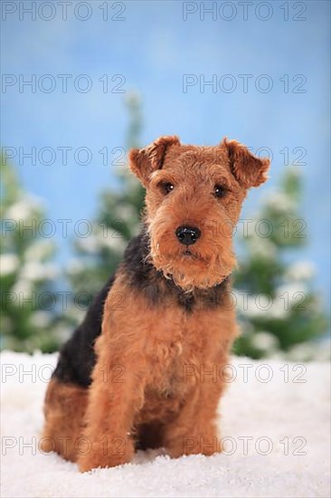 Welsh Terrier