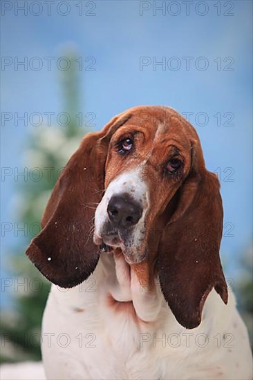 Basset Hound