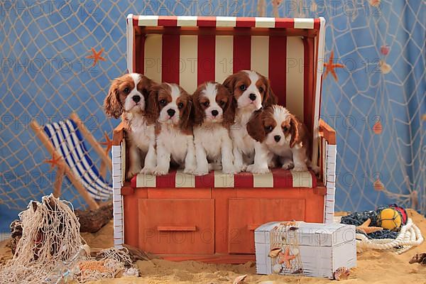 Cavalier King Charles Spaniel