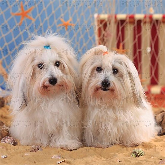 Coton de Tulear