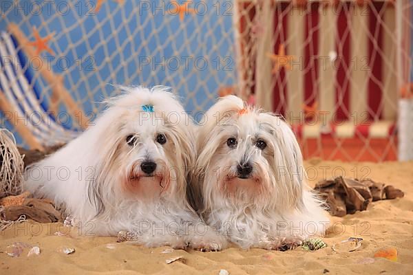 Coton de Tulear