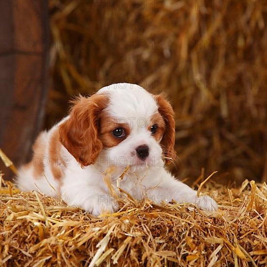 Cavalier King Charles Spaniel